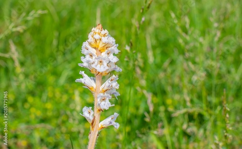 Orobanche crenata is a wild plant that grows naturally in suitable habitats.
