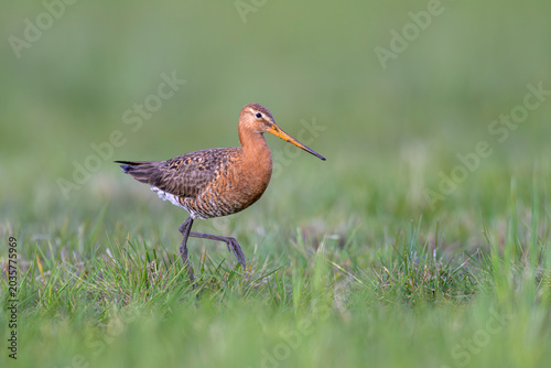 uferschnepfe limosa black-tailed godwit