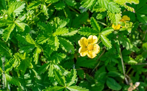 Potentilla reptans is a wild plant with yellow flowers that grows spontaneously in the Hevsel Gardens in Diyarbakır.
