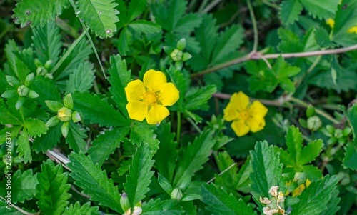 Potentilla reptans is a wild plant with yellow flowers that grows spontaneously in the Hevsel Gardens in Diyarbakır.