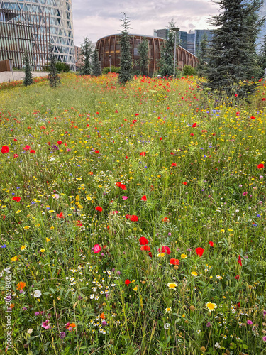 Colorful flower meadow with poppy and daisy in an urban park in Milan, Italy