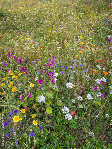 Colorful summer flower meadow with red poppy, cornflower and daisy blooming in an urban park in Milan, Italy