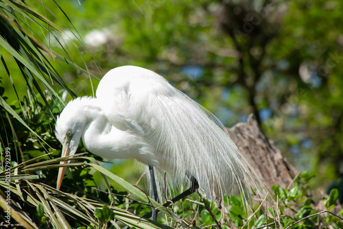 Snowy Egret in a tree