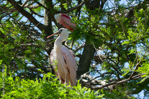 Roseate spoonbill in a tree