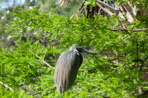 Try colored Heron in a tree