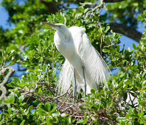 Snowy Egret in a tree