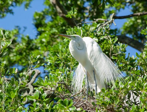 Snowy Egret in a tree