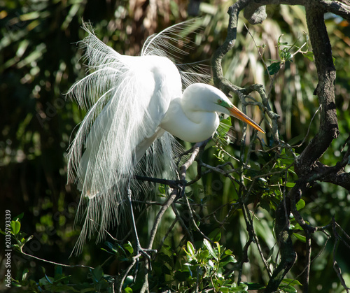 Snowy Egret in a tree