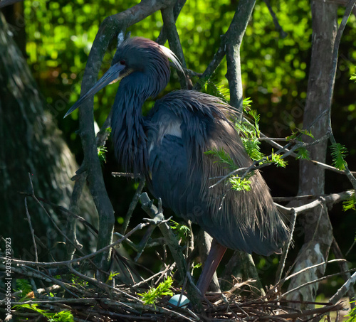 Try colored Heron in a tree