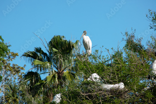 Wood stork in a tree