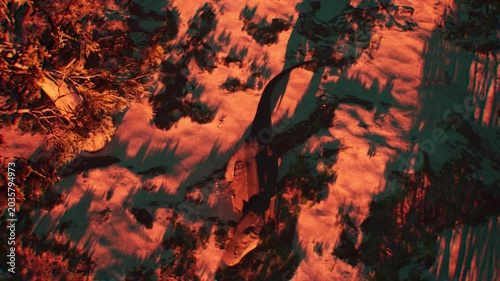 T-Rex Walking in Prehistoric Forest at Sunset, High Angle Crane Shot