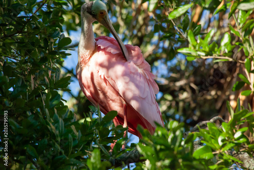 Roseate spoonbill in a tree