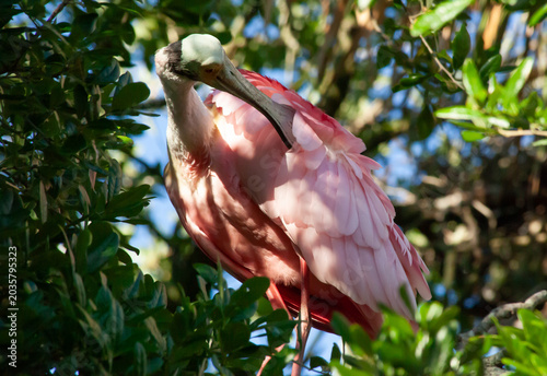 Roseate spoonbill in a tree