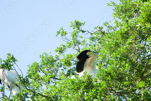 Wood stork in a tree