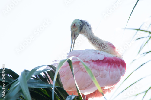 Roseate spoonbill in a tree