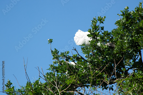 White bird in a tree