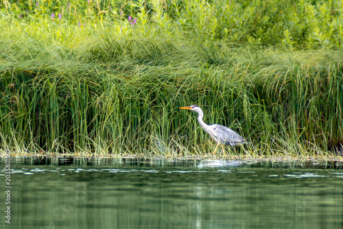 Fotografie Feeding instinct drives grey heron to wade through shallow water hunting fish am