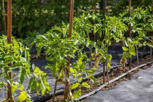 Cherry Tomato Plants Grow on a Sunny Day in a Garden With Wooden Stakes for Support and Black Fabric on the Ground to Control Weeds and Moisture