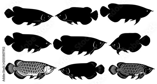 Tableau sur toile Detailed collection of arowana fish silhouettes and line art illustrations isola