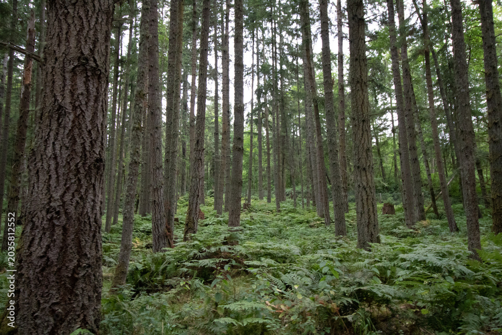 Obraz premium Dense Montana forest interior with pine trees and lush ferns
