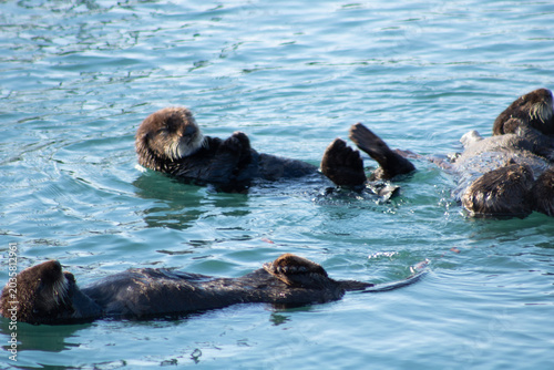 Sea otter floating on its back in California ocean water