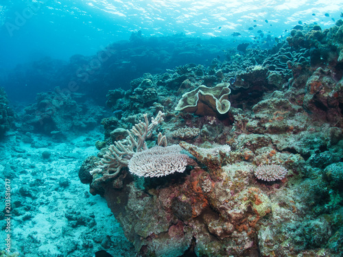 Beautiful underwater in Minna island, Okinawa