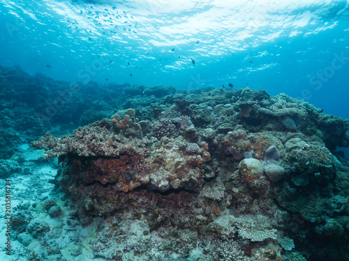 Beautiful underwater in Minna island, Okinawa