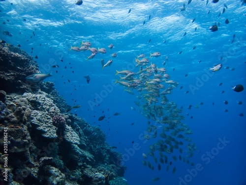 Tableau sur toile school of  Yellowfin goatfish in Minna island, Okinawa