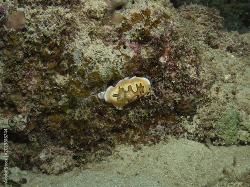 Beautiful nudibranch, Goniobranchus coi in Okinawa