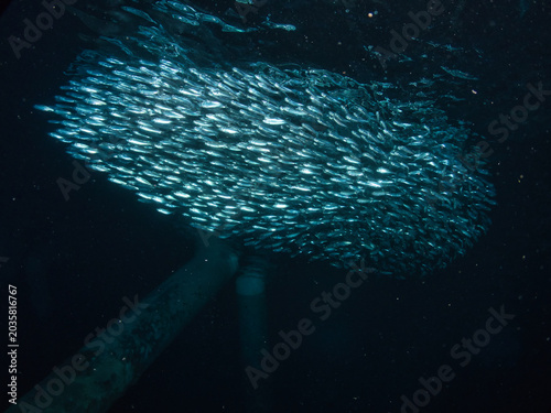 School of  Bluestripe herring under pier