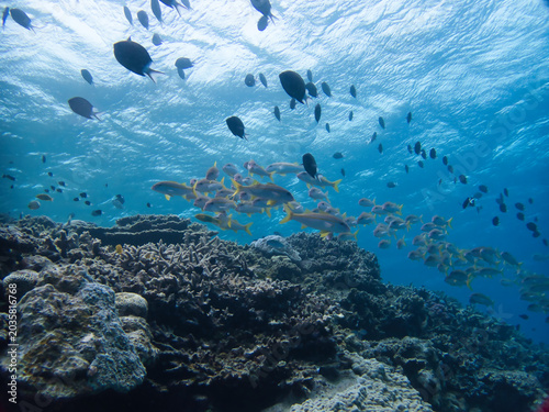 Foto school of  Yellowfin goatfish and Stout chromis in Minna island, Okinawa