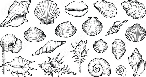 Vintage marine seashell engraving collection featuring detailed ocean shell sketch vector illustration