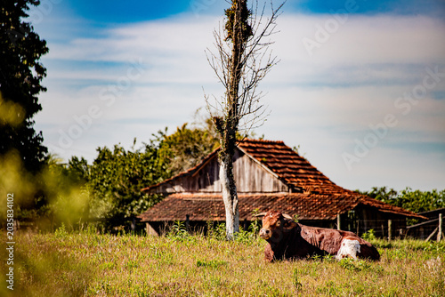 Foto Paisagem rural brasileira com gado — Brazilian rural landscape with cattle