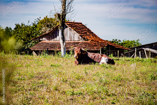 Photos Paisagem rural brasileira com gado — Brazilian rural landscape with cattle