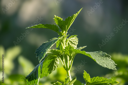 Εκτύπωση καμβά Fresh green stinging nettle plant growing outdoors under warm backlit sunlight