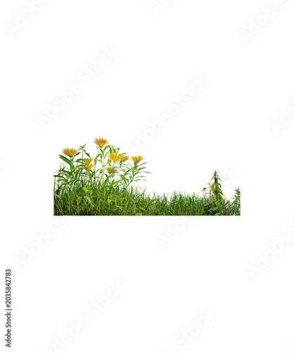 grass and flowers