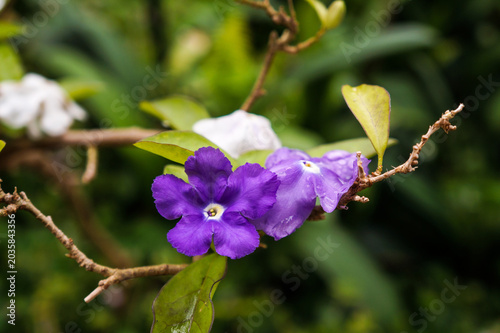 Tableau sur toile Purple ruellia simplex flower mexican petunia