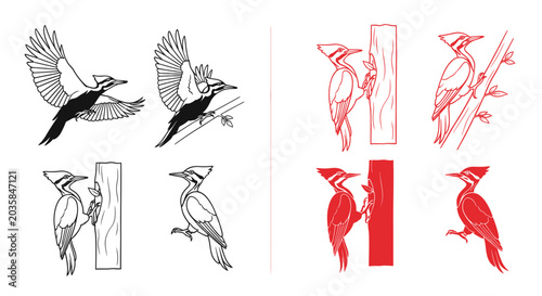 Foto Woodpecker Birds Collection: Flying, Climbing, Perching - Line Art and Silhouett