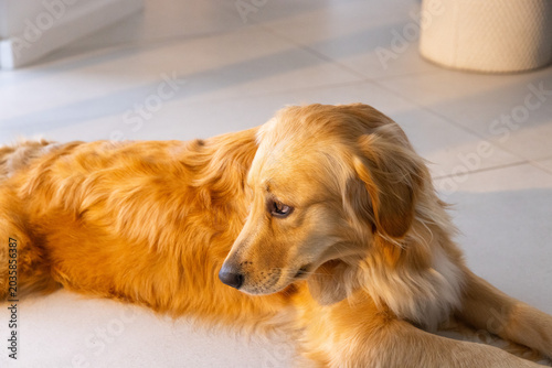 Golden-coated retriever is lying across pale tiles near doorway, sunlight creating soft shadows