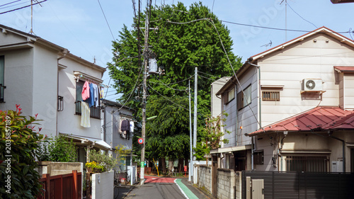 住宅街にあるイチョウの大木