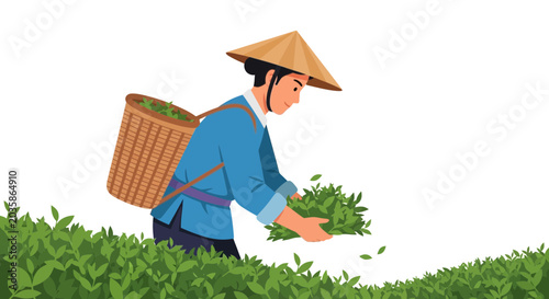 Tea Farmer Harvesting Green Leaves in Plantation, Asian Agriculture
