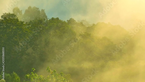 Cuadro en lienzo Morning fog drifts through untouched tropical forest under golden light, embodying purity, sustainability, carbon storage, nature’s resilience, ecological balance, and global climate care