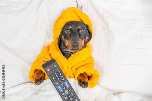 Foto Dachshund dog wrapped in cozy yellow bathrobe holding TV remote while lying in white bed, lazy weekend humor, home relaxation concept
