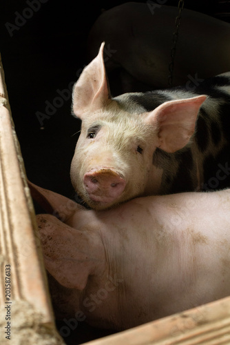 Fotografie This image shows a room where there are several pigs in the process of being rai