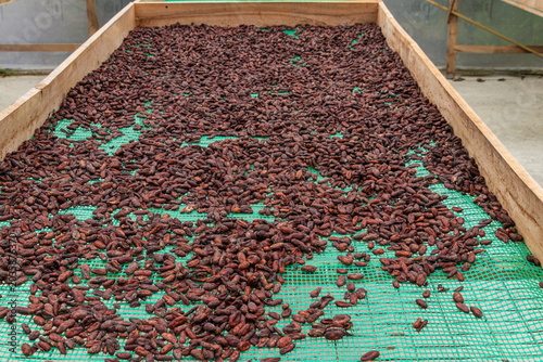 Tableau sur toile High angle view of raw cocoa beans spread on a large screen drying platform unti