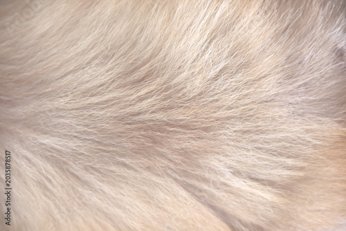 Light brown dog fur soft smooth texture