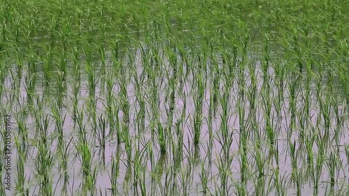 田んぼの苗