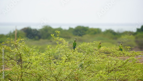 parrots posing on a tree