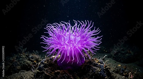 Vibrant purple sea anemone on a dark ocean floor