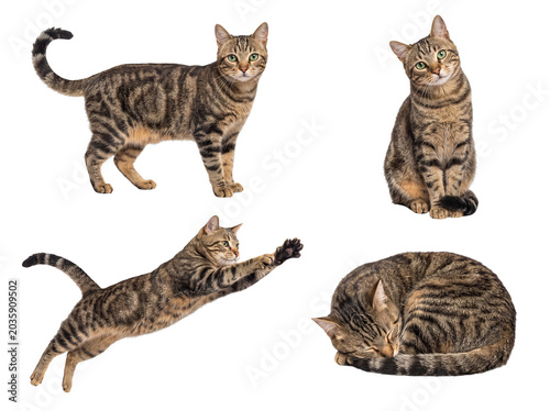 Bild auf Leinwand Compilation of four expressive domestic tabby cats in diverse poses, including active and tranquil moments